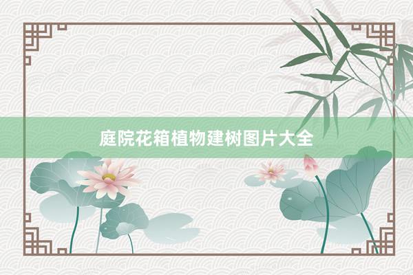 庭院花箱植物建树图片大全